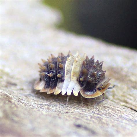 Out of stock. . Spiny isopods for sale
